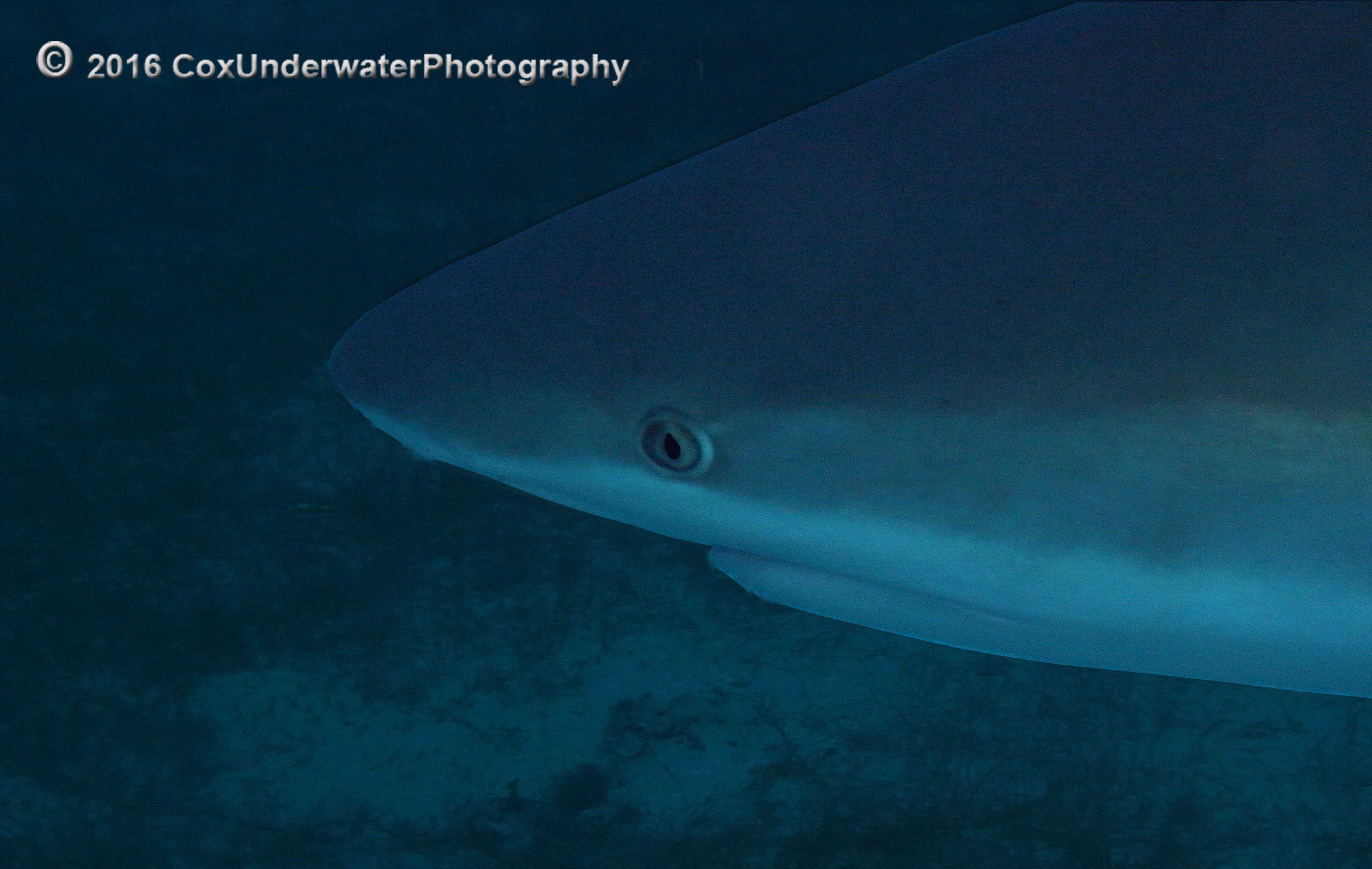 Grouper Sharks Tomtates video