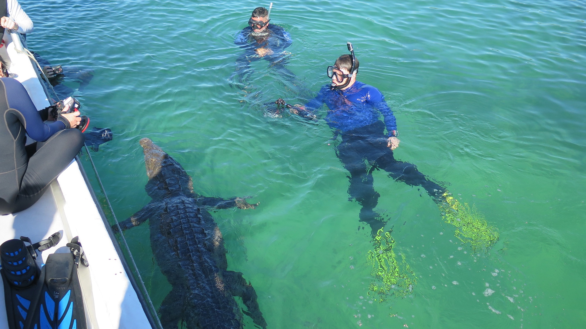 Saltwater Crocodile Feeding