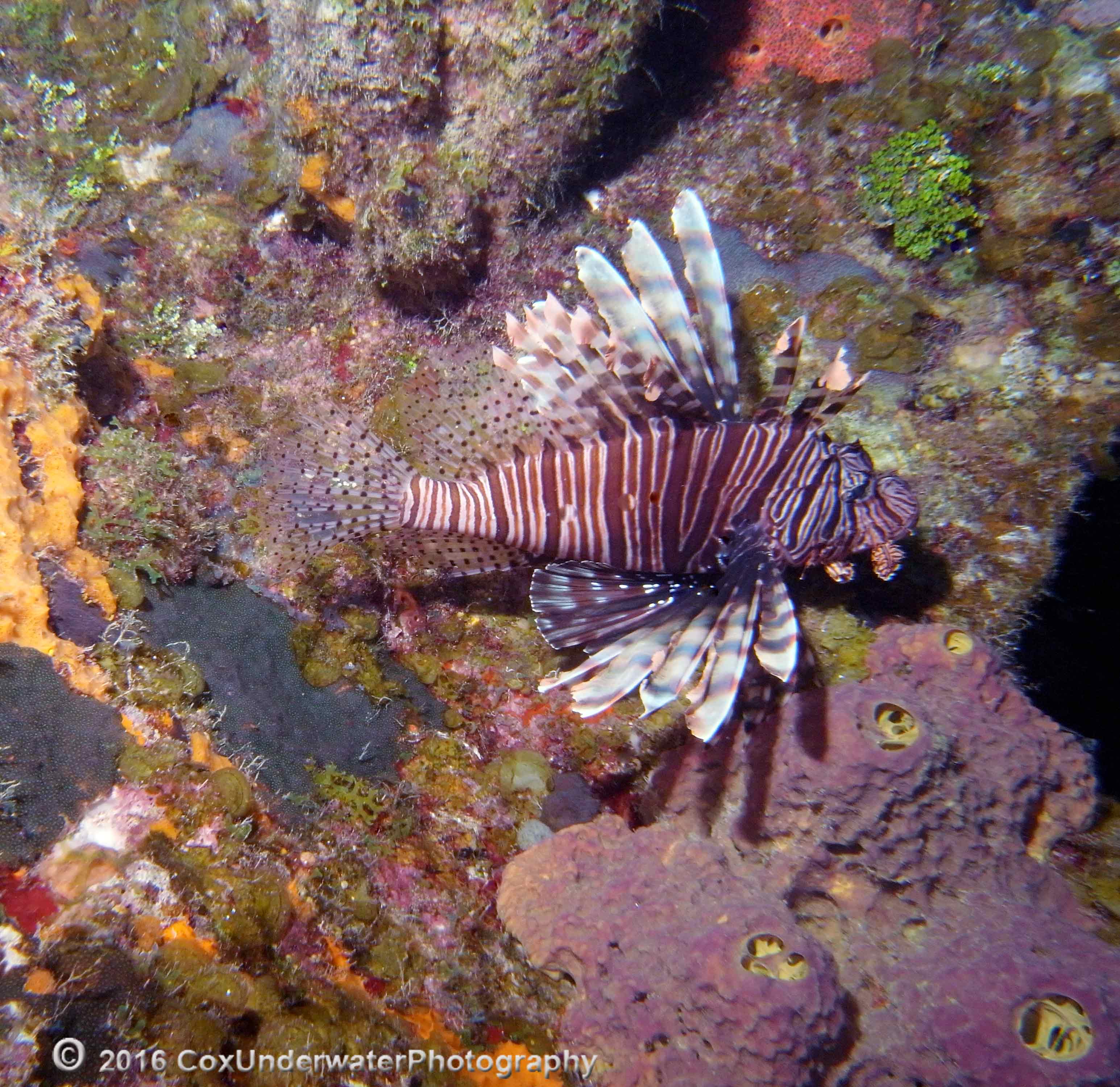 Lionfish and Gray Angelfish